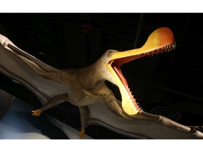 New exhibit on Pterosaurs at the Museum of Nature. Pterosaur.   Photo by Jean Levac/Postmedia News 131764