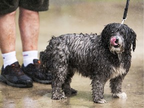A Shitzu-Poodle enjoys a splash pool.