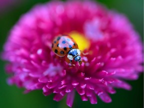 A ladybird rests on a daisy flower.