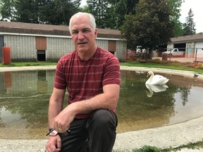 John Brooks, supervisor for Parks and Forestry in the City of Stratford, is fond of the city's 25 swans. "Swans are cool," he says.
