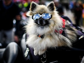 A dog wearing sunglasses sits on top of a Harley Davidson motorcycle.