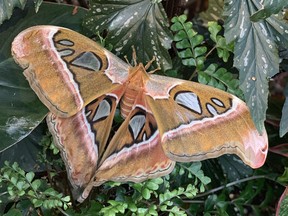 Butterflies in Flight, extended to Oct 14 at the Canadian Museum of Nature, includes some wonderful new additions, like the impressive Atlas Moth, one of the biggest insects on the planet.