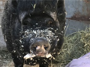 Thanks to a network of pig-loving volunteers, Kevin Bacon the potbellied pig has had a happy new home on a Mississippi Station hobby farm since Father's Day. He'd faced an uncertain future after his former owner posted an ad on Kijiji saying he'd be euthanized or butchered if he couldn't find new owners.