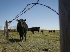 A cow peers out from a pasture on a ranch near Cremona, Alta., Tuesday, May 19, 2015. A report in a Quebec newspaper says China has suspended all Canadian meat exports in a dramatic escalation of its diplomatic dispute with Canada over the December arrest of Huawei executive Meng Wanzhou in Vancouver.