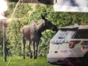 Photo by Catherine Hessian of moose on her street