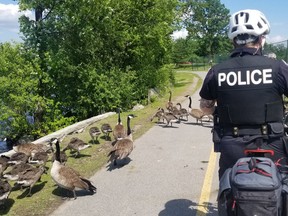 Ottawa police bike squad herds geese on the parkway.