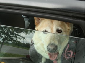 A photo illustration of a dog in a vehicle.