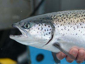 A salmon is held for a photograph during health checks at salmon farm at Hideaway Bay, Tasmania, Australia.