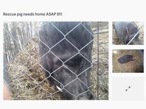 Kajiji ad for 'Rescue pig needs home ASAP 911'