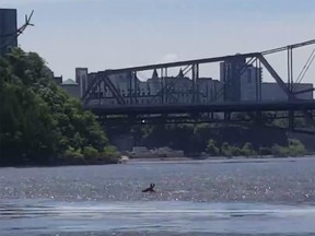 Moose crossing the Ottawa River on June 12, 2019.