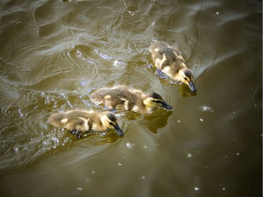 The Ottawa Dragon Boat Festival was held over the weekend on the Rideau River at Mooney's Bay. Little baby ducklings were checking out the festival along the beach Saturday.   Ashley Fraser/Postmedia