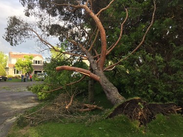 A tree on Burnt Ember Crescent in Orléans following a tornado that hit the area on Sunday, June 2, 2019. Elizabeth Payne/Postmedia.