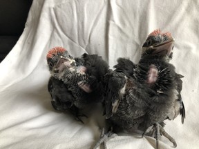 Pileated woodpeckers chicks at the Ottawa Valley Wild Bird Care Centre