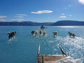 A photo posted by a Danish scientist on Twitter last week appeared to show seven dogs walking in ankle-deep water