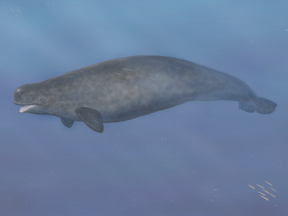 An artists recreation of the narluga — a hybrid between a narwhal and a beluga — based on a hunter's sightings in the 1980s.