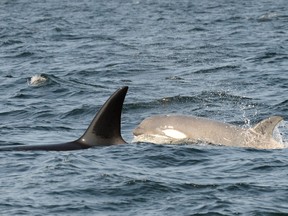 A rare white killer whale, shown in a handout photo, has been spotted off the coast of British Columbia. Jared Towers, an orca ecologist with Fisheries and Oceans Canada, says the young transient killer whale was first seen at the end of November and confirmed again May 17.