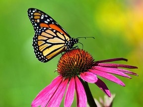 A monarch butterfly