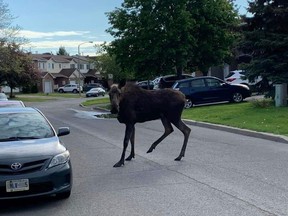 Young moose on the loose in west Edmonton