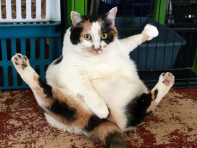 Files: North America's cats are getting ever fatter.