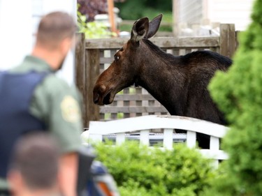 Moose on the loose on Valin St in Orleans, July 22, 2019.  Photo by Jean Levac/Postmedia News 131967