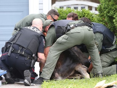 Moose on the loose on Valin St in Orleans, July 22, 2019.  Photo by Jean Levac/Postmedia News 131967