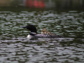 A loon researcher in Wisconsin says loons sometimes raise chicks of other species, like this baby mallard.