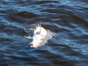 A file photo of one of the dead fish found in the Ottawa and LIèvre rivers in early July. More dead fish were found this past week, Ottawa Riverkeeper has reported.