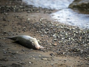 A dead fish lies along the Ottawa River near the Blair Road boat launch, Sunday July 21, 2019.