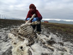 This undated handout released by the Norwegian Polar Institute shows Terrestrial ecologist Ashild Onvik Pedersen examining a reindeer cadaver in the Arctic archipelago Svalbard.