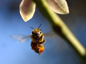 The honeybee crisis of the past decade is often blamed on increased use of fungicides, herbicides such as Monsanto's Roundup and pesticides called neonicotinoids