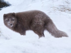 An Arctic fox.