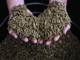 Jonathan Cammack, chief operating officer at EVO Conversion Systems, displays dried black soldier fly larvae at the company's facilities in College Station, Texas.