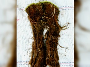 Peter Convey and his team announced that they had awakened 1,500-year-old moss that had been buried more than three feet underground in the Antarctic permafrost.