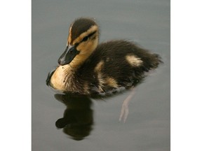 Duckling