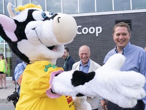 Conservative leader Andrew Scheer is greeted by a mascot while visiting an agricultural fair in St-Hyacinthe , Que. on July 23, 2019.