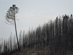 Trees are seen after a forest fire near the village of Roda, Portugal July 23, 2019.