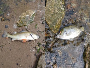 Third incident of dead fish found in Lièvre River.