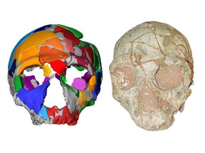 Apidima 2 and its reconstruction.