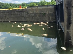 The Kentucky Energy and Environment Cabinet posted this photo on July 7, 2019 of dead fish in the Kentucky River after alcohol-filled runoff from a fire at a Jim Beam warehouse hit the water the week before.