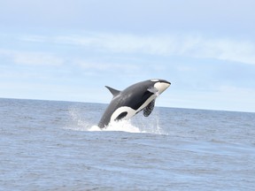 A Southern Resident killer whale swims off the southwest coast of Vancouver Island, British Columbia, Canada, June 30, 2019, in this picture obtained from social media. Picture taken June 30, 2019.