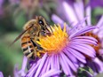 This month marks the launch of Buzzing Gardens, a national program spearheaded by Bees Matter that provides Canadians with free seeds to plant pollinator-friendly gardens.
