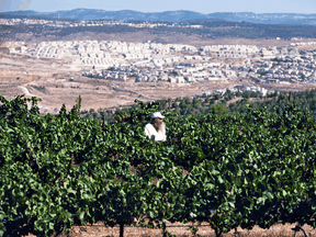 A vineyard near the West Bank Jewish settlement of Bat Ayin, south of Bethlehem. Complainant David Kattenburg argued that labelling settlement wines as products of Israel “facilitates Israel’s de facto annexation of large portions of the West Bank.”