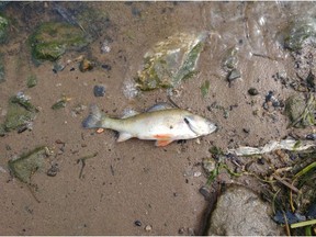 An Ottawa Riverkeeper photo of one of the dead fish found recently near Masson-Angers.