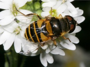 Transverse-banded drone fly