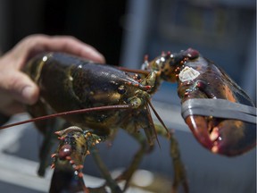 A lobster caught in a trap set out in the Gulf of Maine is seen as it is off loaded at the Conary Cove Lobster Co Inc. on July 01, 2019 in Deer Isle, Maine.