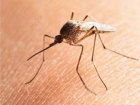 A northern house mosquito sits on human skin.