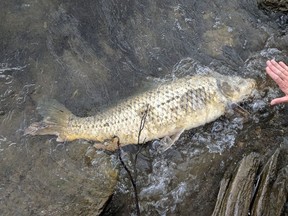 An Ottawa Riverkeeper photo of one of the dead fish found in the Ottawa and Lièvre rivers recently.