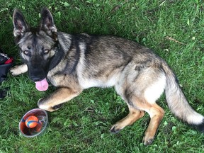 One-year-old German shepherd, Kyanggo, was stabbed at Patterson Creek Park on Wednesday.