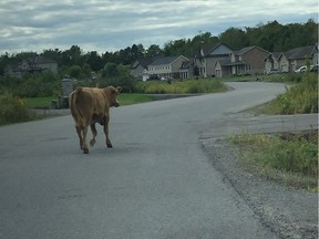 A small bull wanders down Evening Shadow Avenue on Thursday.