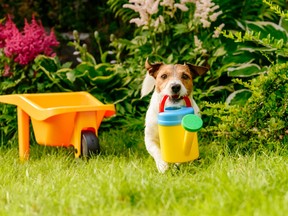 A dog holds a watering can in a garden. Millennials have begun to treat their plants and pets as children.
